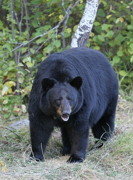 American black bear walking through wooded area.