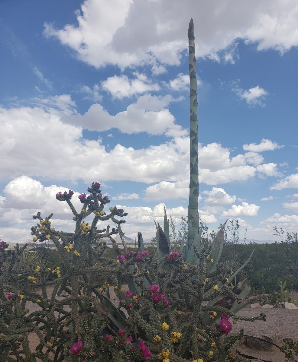 Cane Cholla and the Century Plant, at the front entrance to the Fort Selden Visitor Center. The Century Plant bloomed Summer 2019.
