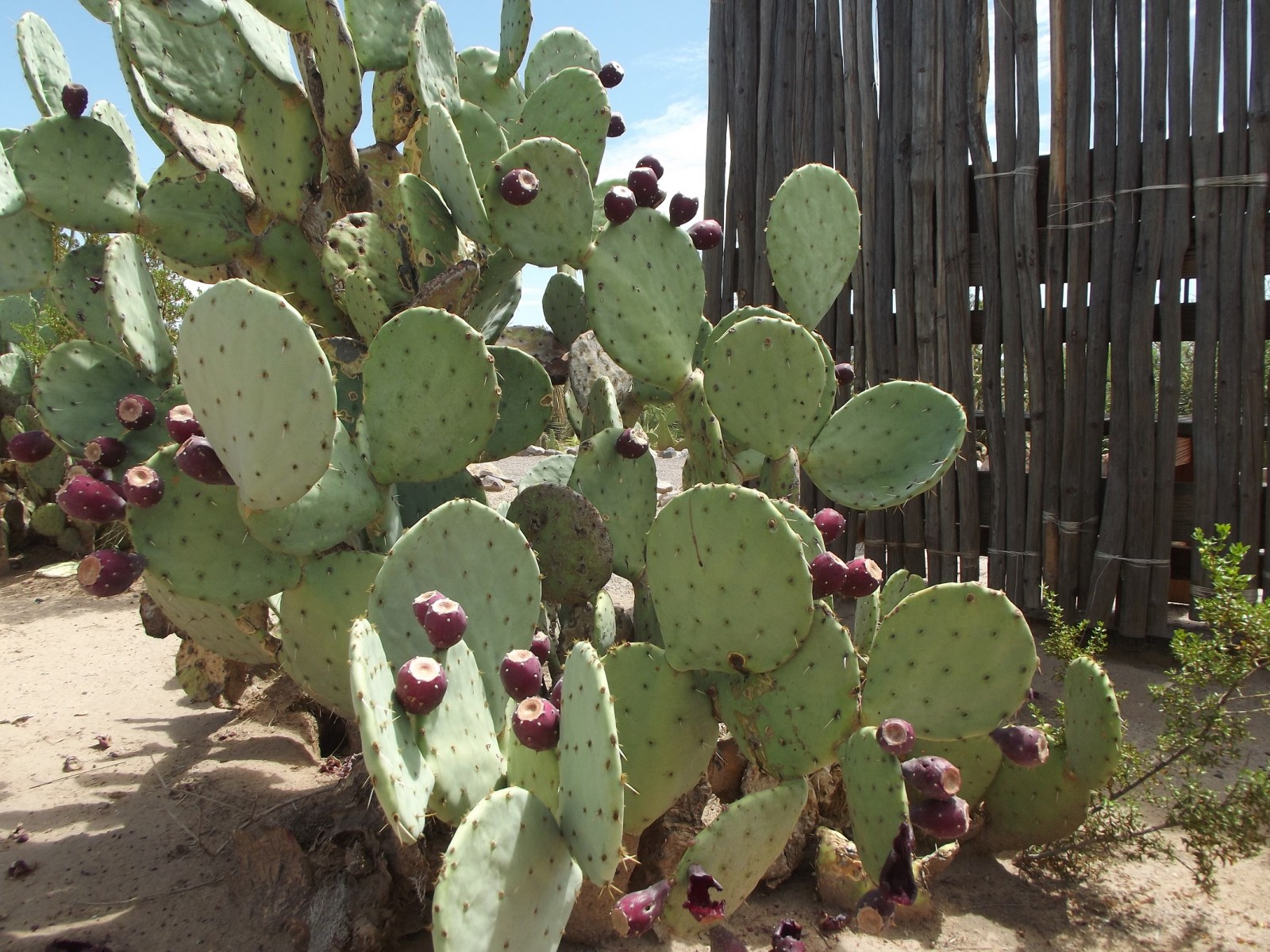A prickly pear plant at Fort Selden.