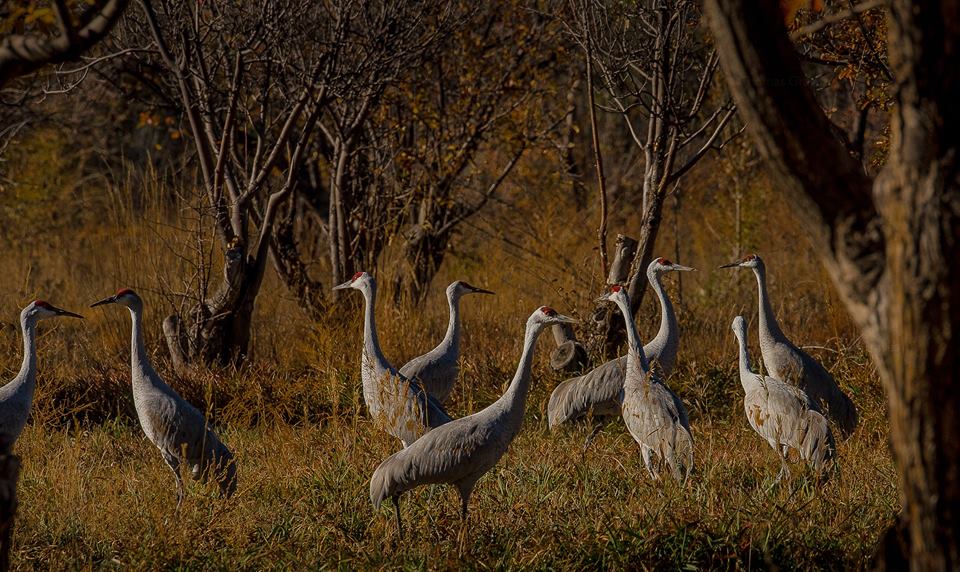 Cranes in the bosque at Los Luceros - Photo courtesy of Pajarito Environmental Education Center