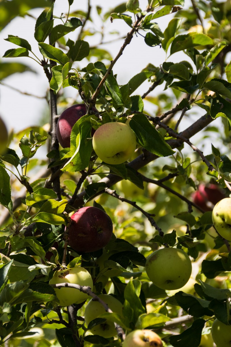 Apples in the historic orchard at Los Luceros - Photo by Gene Peach