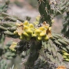 Cane Cholla Cactus