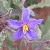 Purple Silverleaf Nightshade Flower that grows along the Pecos River Nature Trail at Bosque Redondo in the summer.