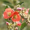Wildflower that grows along the Pecos River Nature Trail at Bosque Redondo in the summer.
